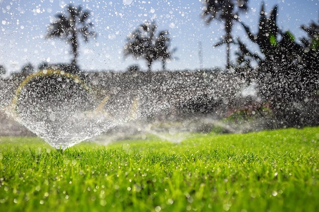 Sprinklers watering the green lawn Automatic irrigation system