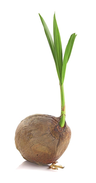 Sprout of coconut tree isolated on white background