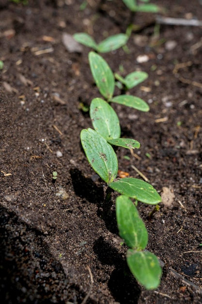 Sprout coming out of the ground in spring. Ecology concept. new life. Selected focus