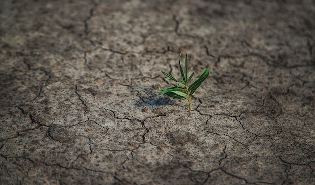 A sprout grows in dry soil Selective focus