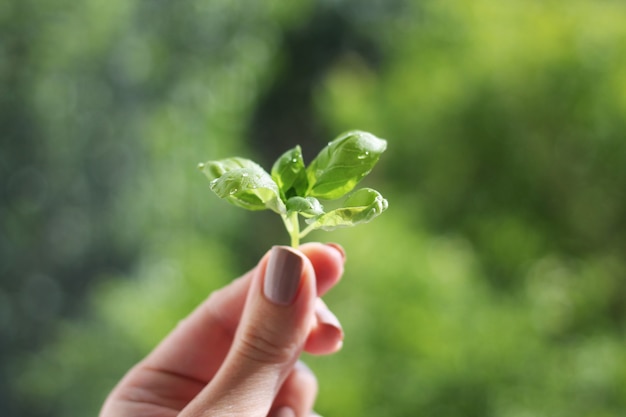 sprout in hand on the green background