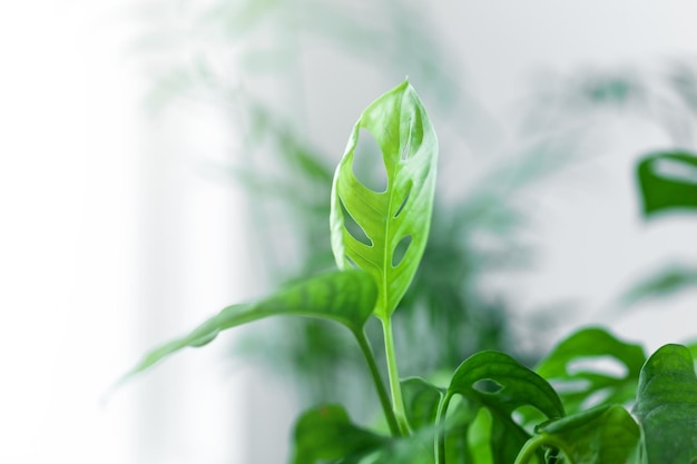 Sprout of Monstera Monkey Mask or Monstera obliqua plant on a windowsill in a home interior