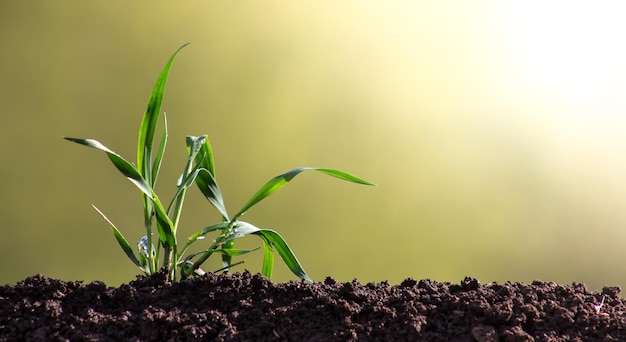 Sprout of sprouted wheat in the soil closeup The barley plant sparkles with leaves in the sunlight