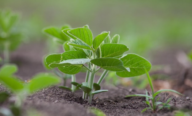 Sprout of sprouting soybeans in the soil