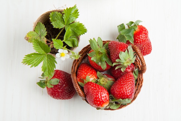 Sprout of  strawberry and fresh strawberries