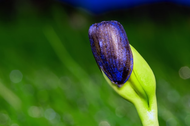 Sprout of a sunflower from seeds on a background of green field