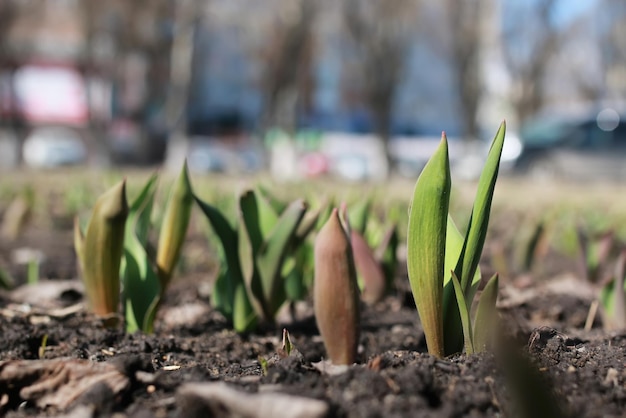 Sprout tulips on the flowerbed