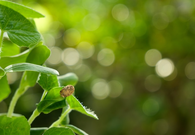 Sprout  Winter melon and green leaves growing in morning light,seeding agriculture background with copy space