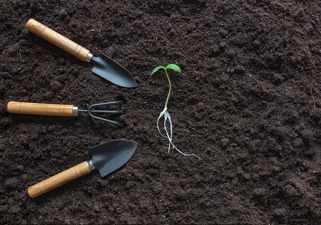 Sprout with roots and garden tools laid out on a soil background.