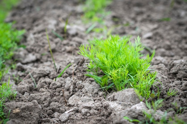 Sprouted carrot seeds in the garden