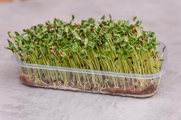 Sprouted flax seeds microgreens microgreens in a plastic container