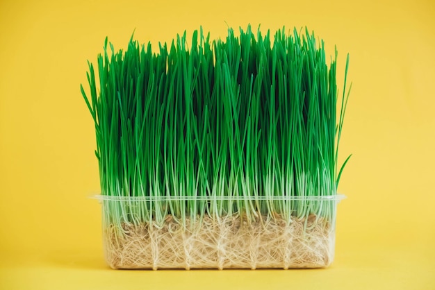 Sprouted green grass in a transparent plastic container on a yellow background