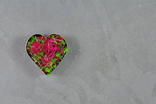 Sprouted microgreens of amaranth red cabbage heartshaped radish Germinating microgreen seeds at home View from above Vegan and healthy food concept Place for an inscription