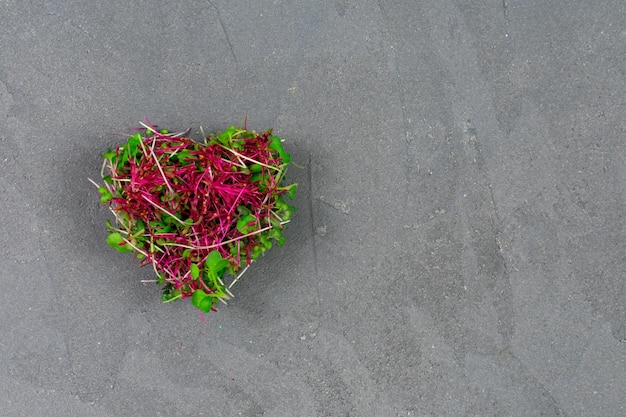 Sprouted microgreens of amaranth red cabbage heartshaped radish Germinating microgreen seeds at home View from above Vegan and healthy food concept Place for an inscription