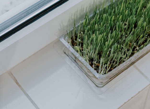 Sprouted oats in a container on the windowsill