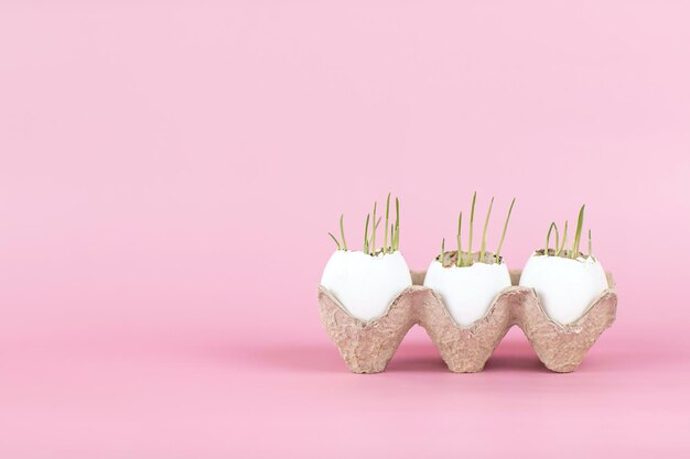 Sprouted oats in eggshells on a pink background