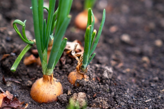 Sprouted onion bulbs in the ground Selective focus nature