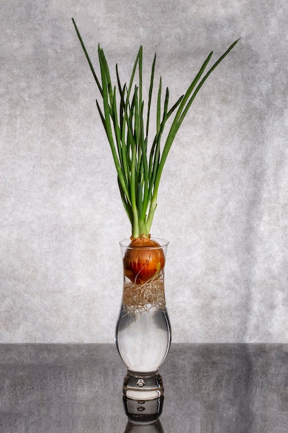 Sprouted onion in a glass vase on a gray background