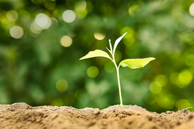 Sprouted plant in the sunlight in early spring green sprout growing in nature in morning light