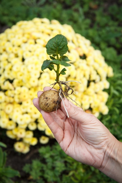 Sprouted potato tuber with green leaves in womans hand Potato seed in natural blurred background