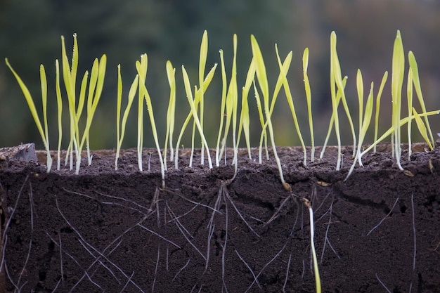 Sprouted shoots of barley and wheat in soil with roots Blurred background