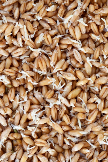 Sprouted wheat covered with mold and fungi