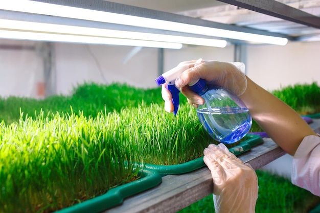 Sprouted wheat grains. Germination of microgreens at home.