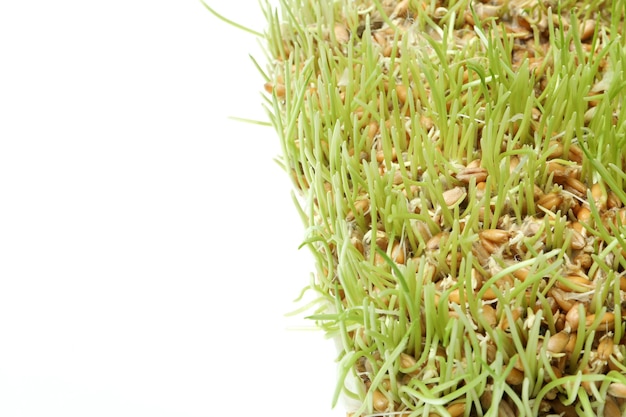 Sprouted wheat grass isolated on white background