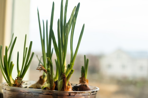 Sprouting green onions. Green onions growing in in kitchen