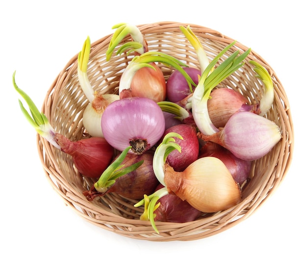 Sprouting onions in basket isolated on white