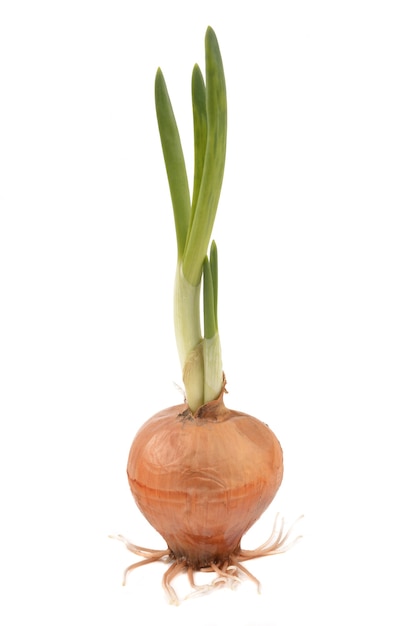 Sprouting onions on a white background