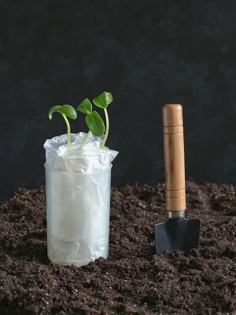 Sprouting seedlings without land.