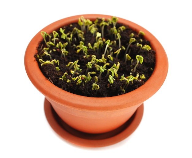 Sprouts of cress salad in ceramic pot on a white background