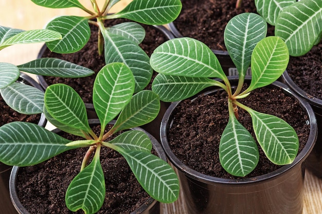 Sprouts euphorbia leuconeura in plastic black pots