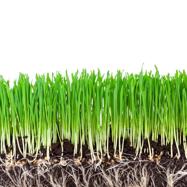 Sprouts of green wheat grass on white background