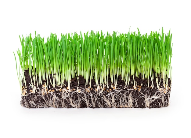 Sprouts of green wheat grass on white surface