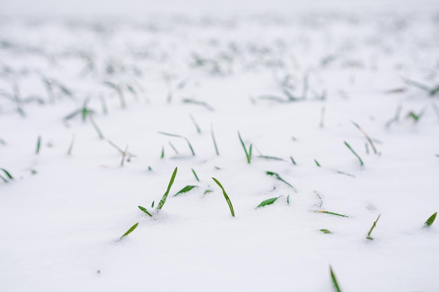 Sprouts of green winter wheat on a field Agricultural field of winter wheat under the snow with green rows of young wheat