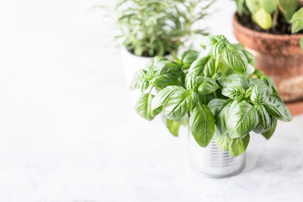 Sprouts herbs in the pot and the basket. Planting in spring.