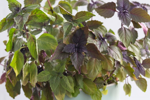 Sprouts purple basil in a greenhouse Industrial production of greens