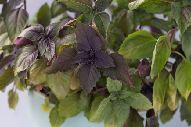 Sprouts purple basil in a greenhouse Industrial production of greens