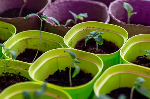 Sprouts of seedlings of peppers and tomatoes in cups Garden and agriculture