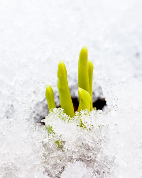 Sprouts in snow