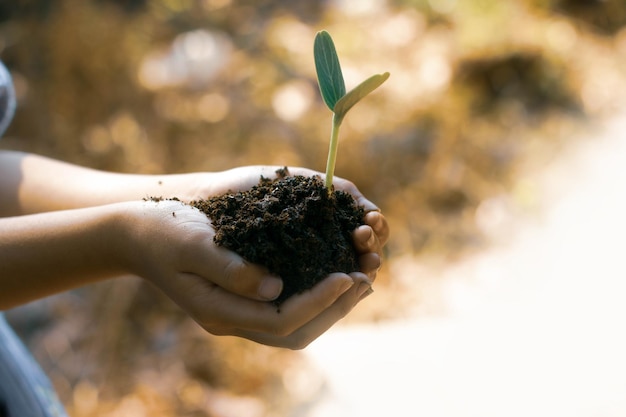 sproutYoung plant