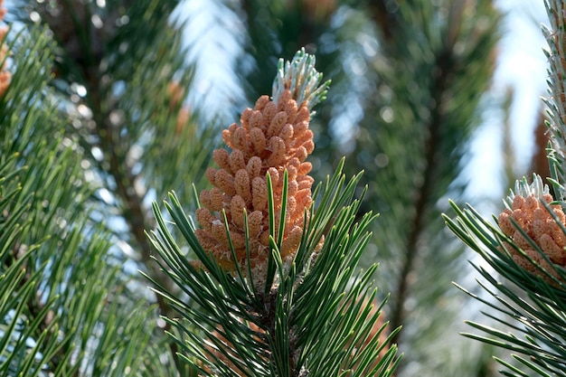 Spruce blossoms closeup macro photo