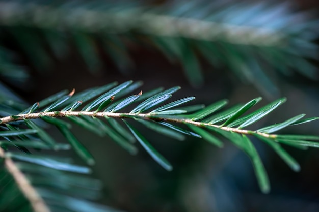 Spruce branch closeup texture of spruce macro shot