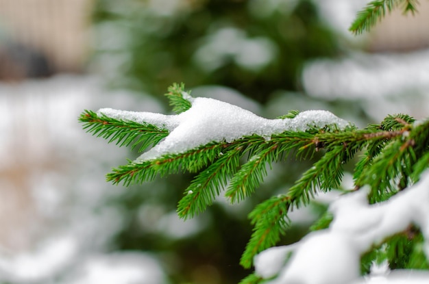 spruce branch in the forest in winter