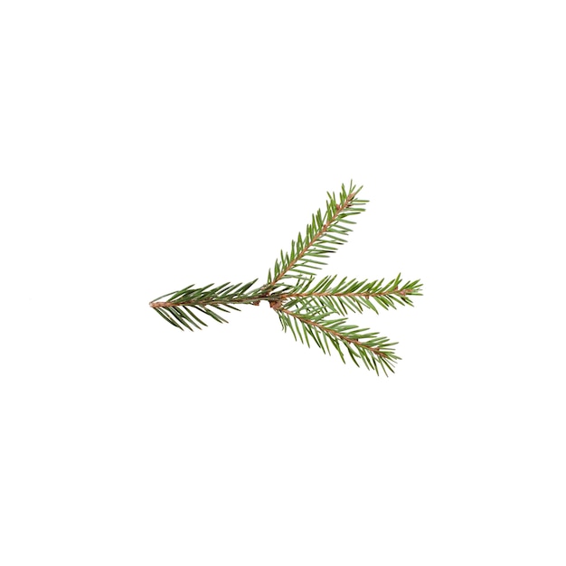 Spruce branch isolated on a white background Christmas concept New year symbol