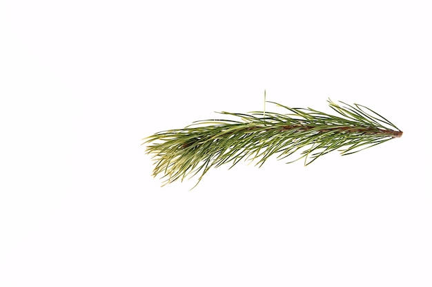 Spruce branch on a light background