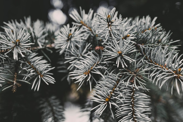 Spruce branch texture background  Macro shot