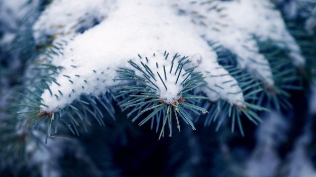 A spruce branch with a long needle covered with a large layer of snow in winter